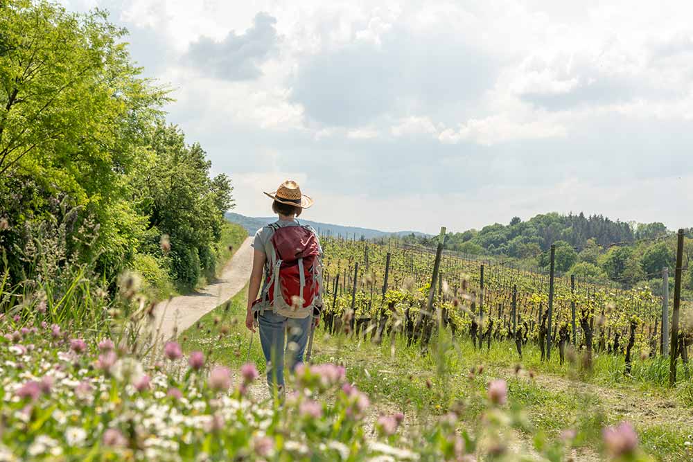 Hiking in the Bordeaux vineyards around Montagne Saint-Emilion